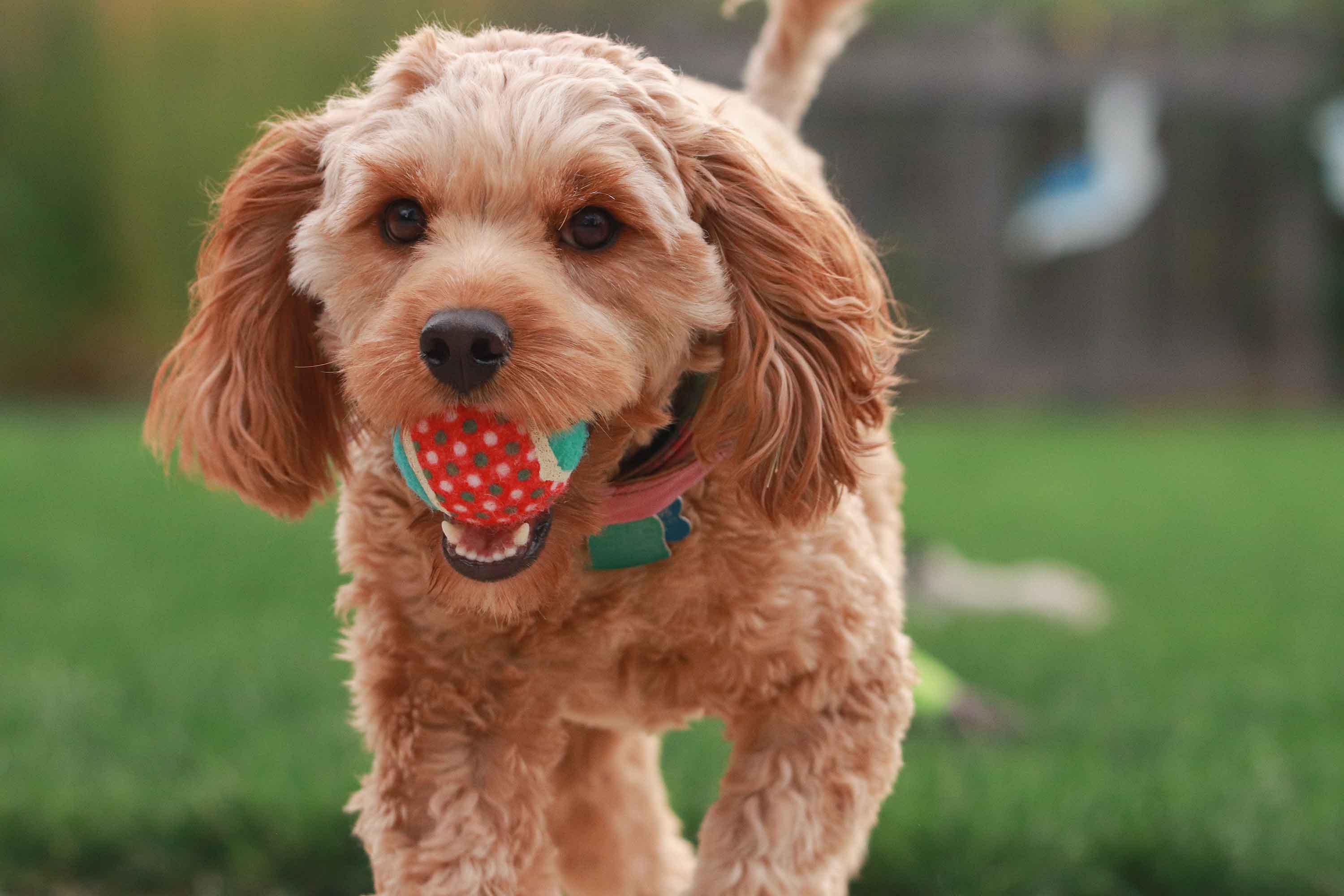 dog plays with a coloured tennis ball - Flamingo Pet Products
