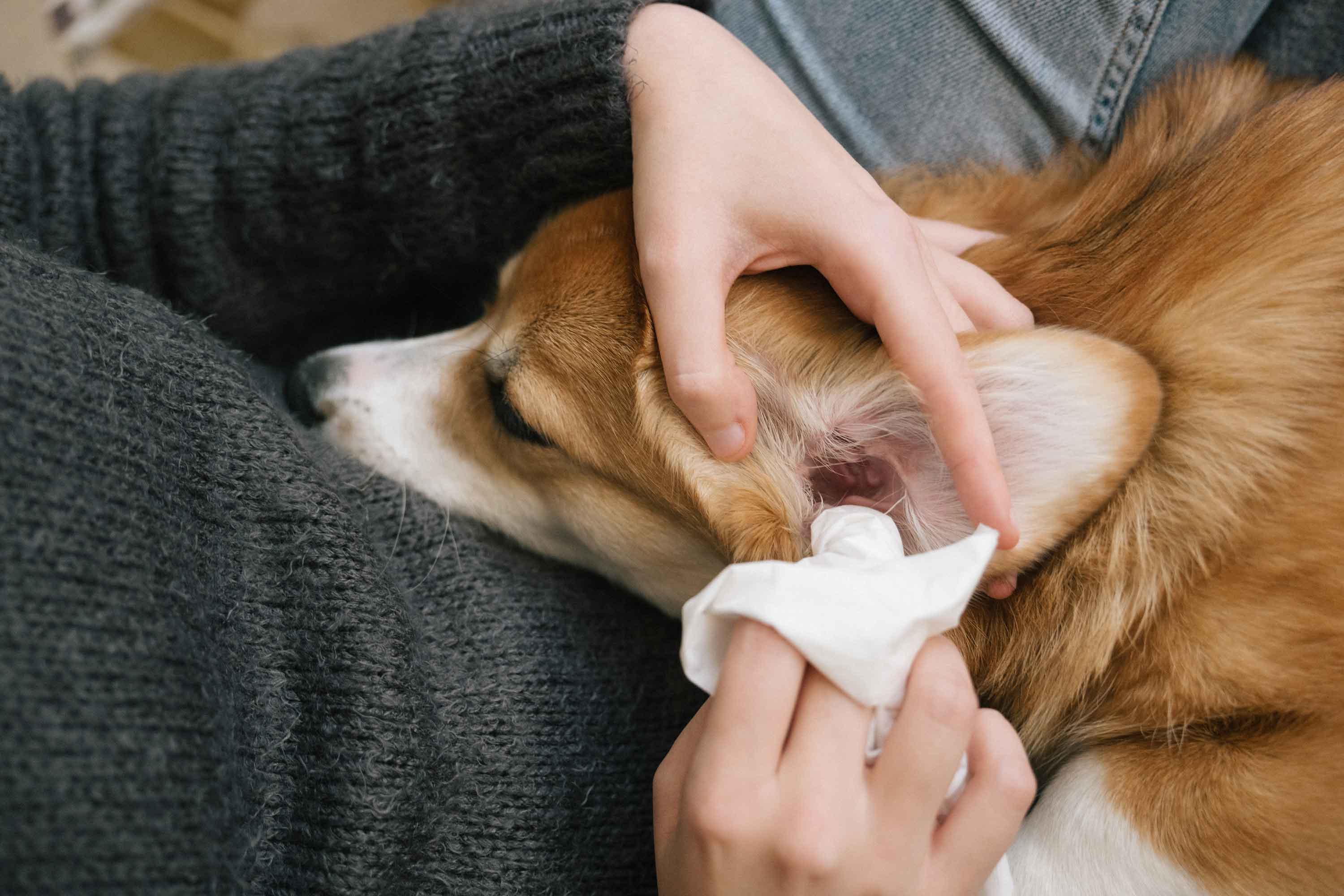 A person is cleaning a dog's ears - Flamingo Pet Products