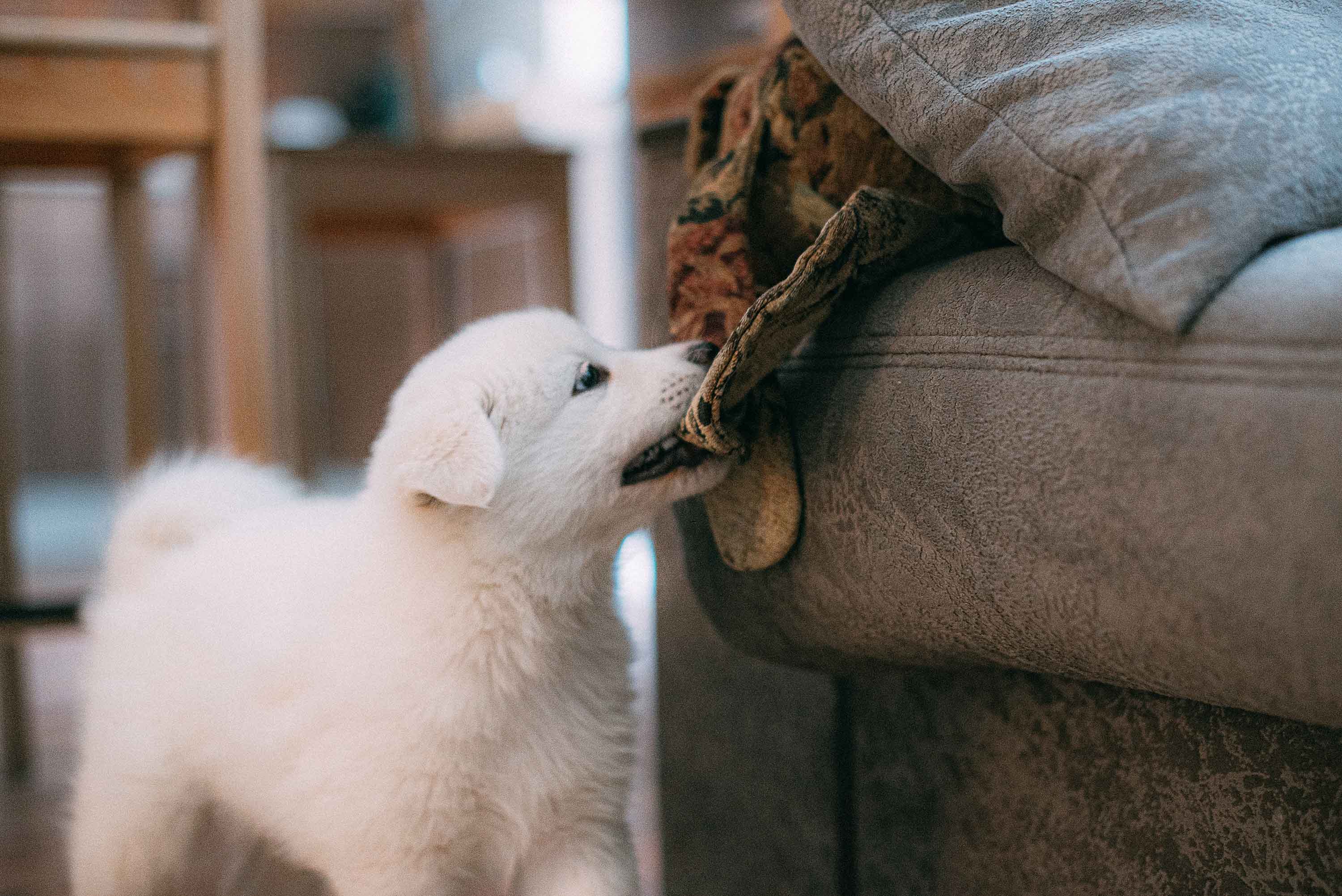 puppy tries to pull a blanket out of the couch - Flamingo Pet Products