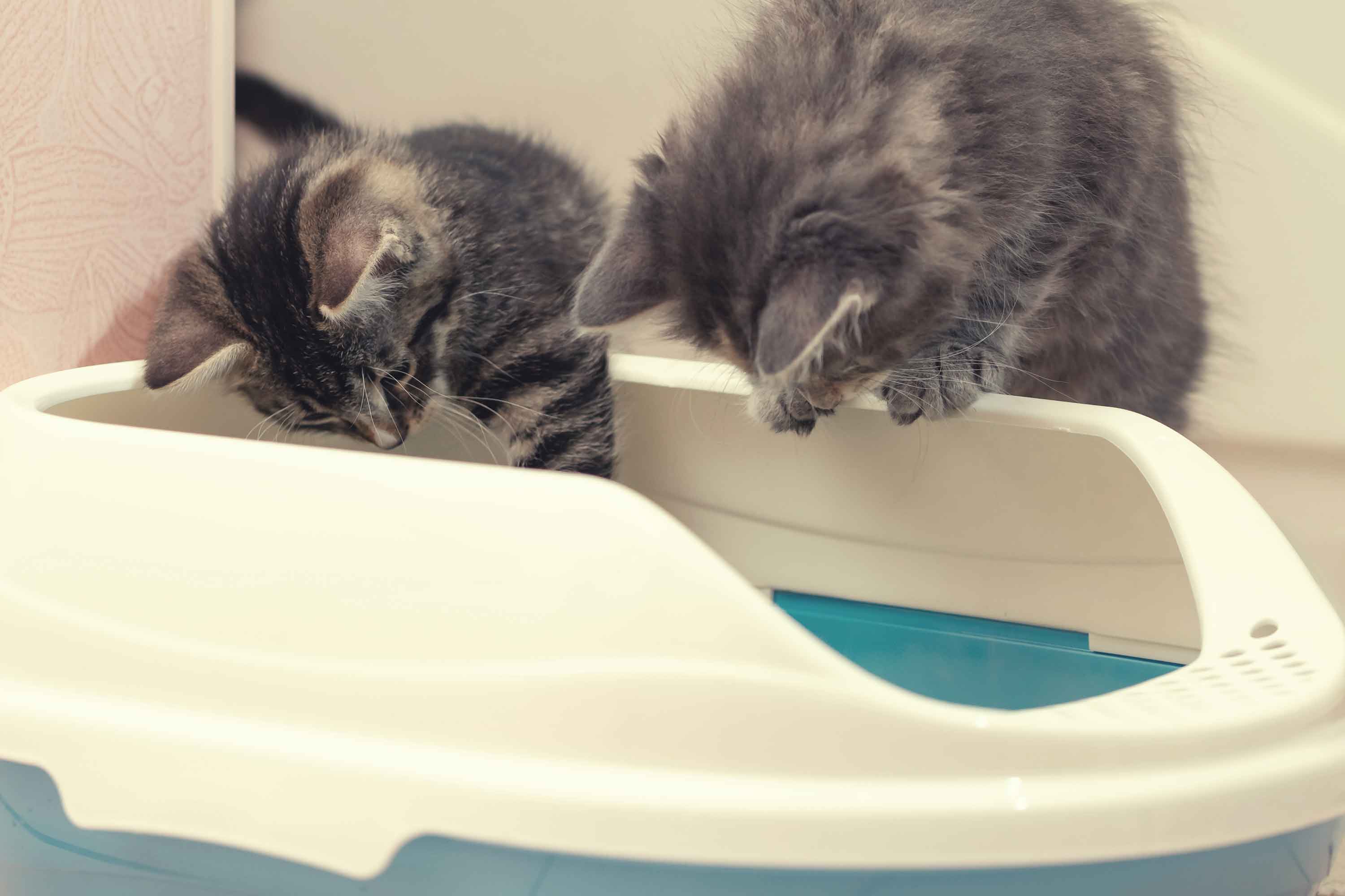 Cats playing in litter box - katten spelen in kattenbak - flamingo pet products
