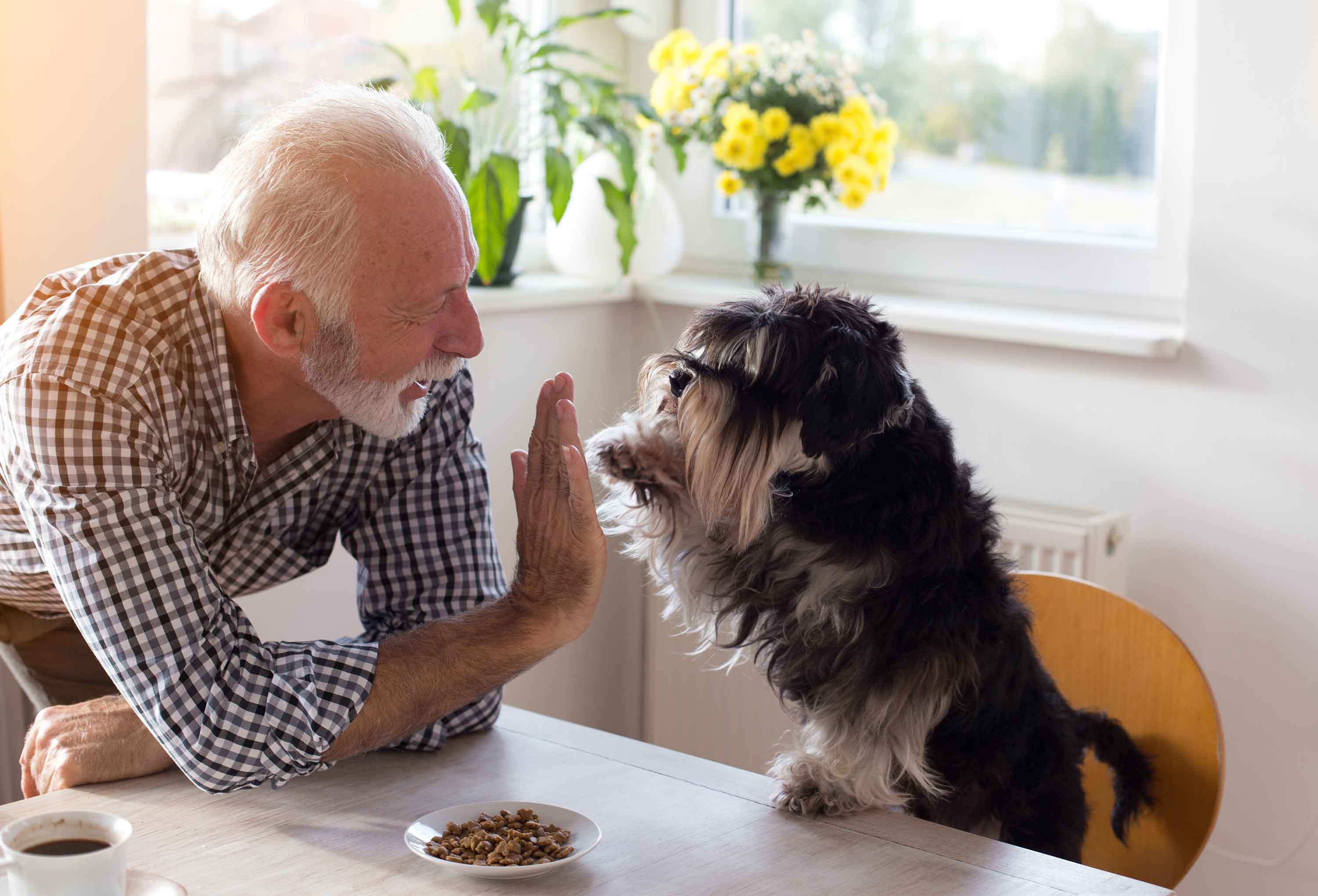 Elder man high fiving his dog - oudere man geeft hond een high five - flamingo pet products