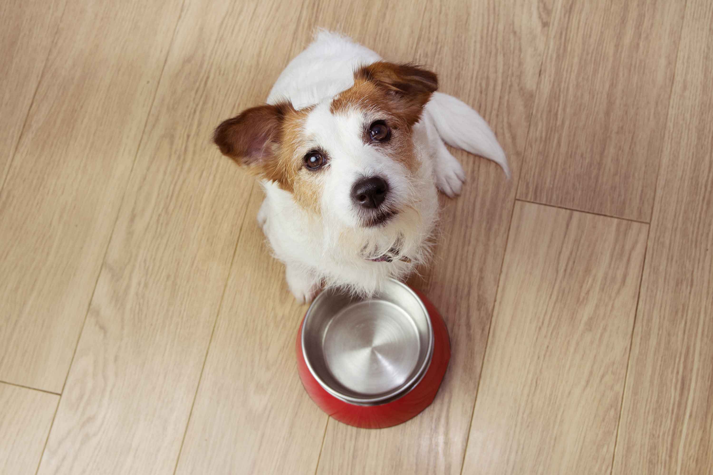 dog looks up behind food/drink bowl