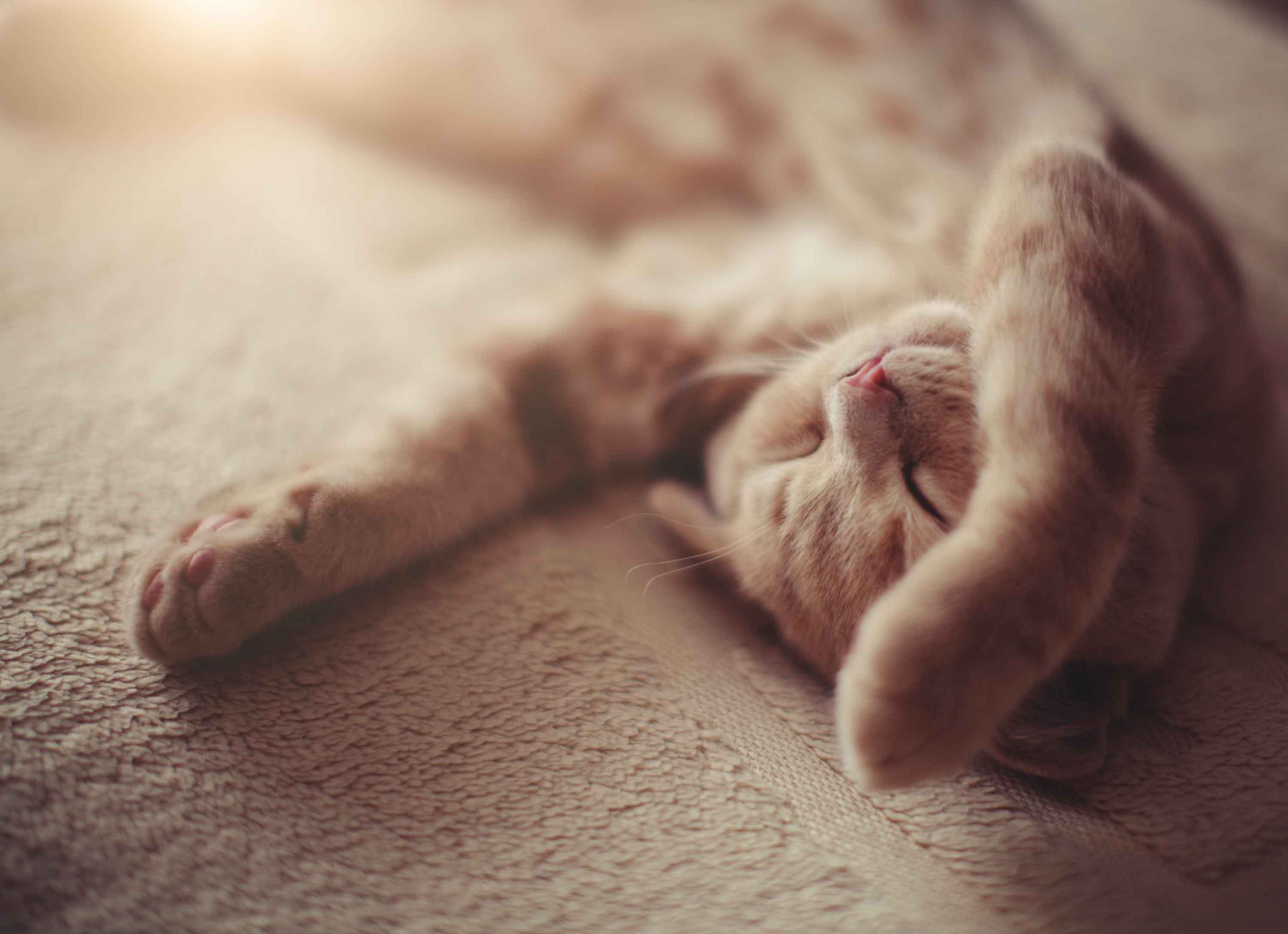 Cat sleeps with her paws in the air - Flamingo Pet Products