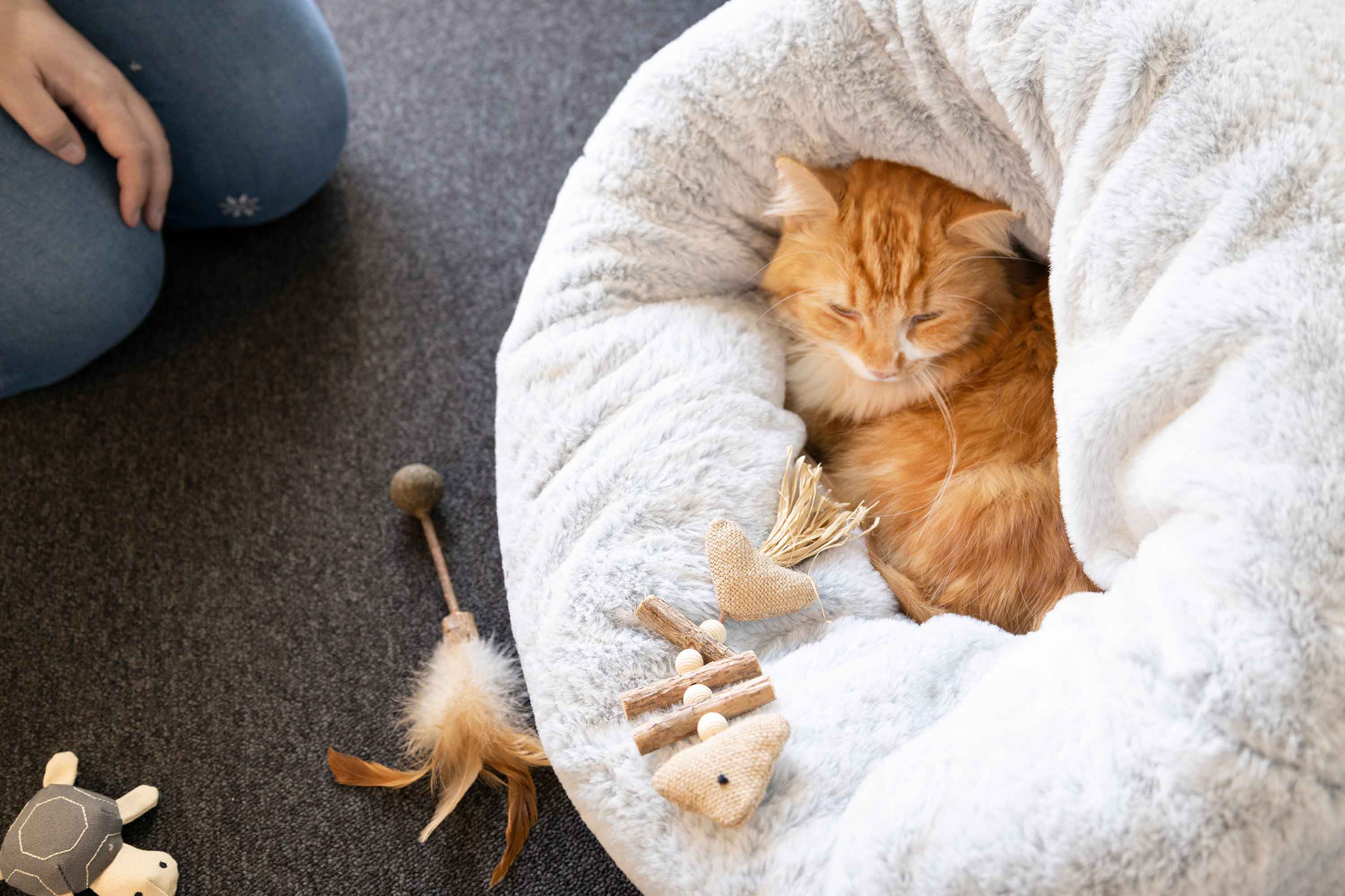 Nestor the cat showing off his new toys from Flamingo Green