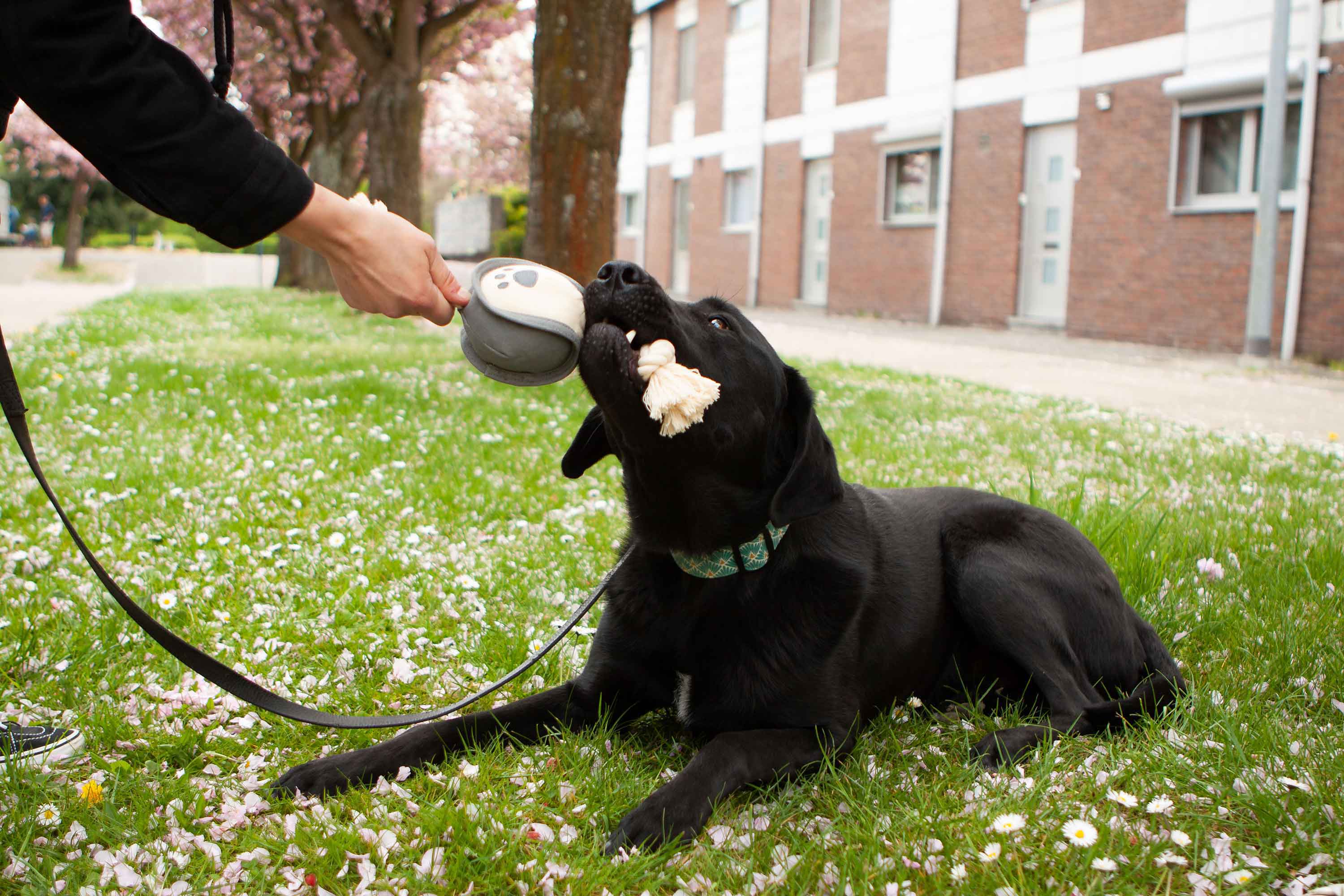 dog playing with ecofriendly dog toy - hond speelt met milieuvriendelijk speeltje - flamingo pet products
