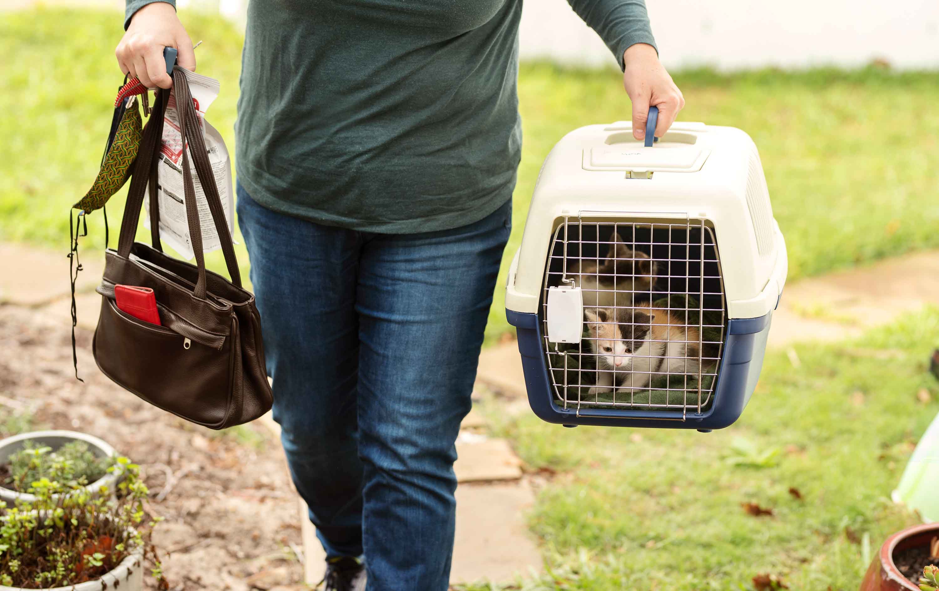 cat sitting in transport box - kat zit in transportmand - flamingo pet products