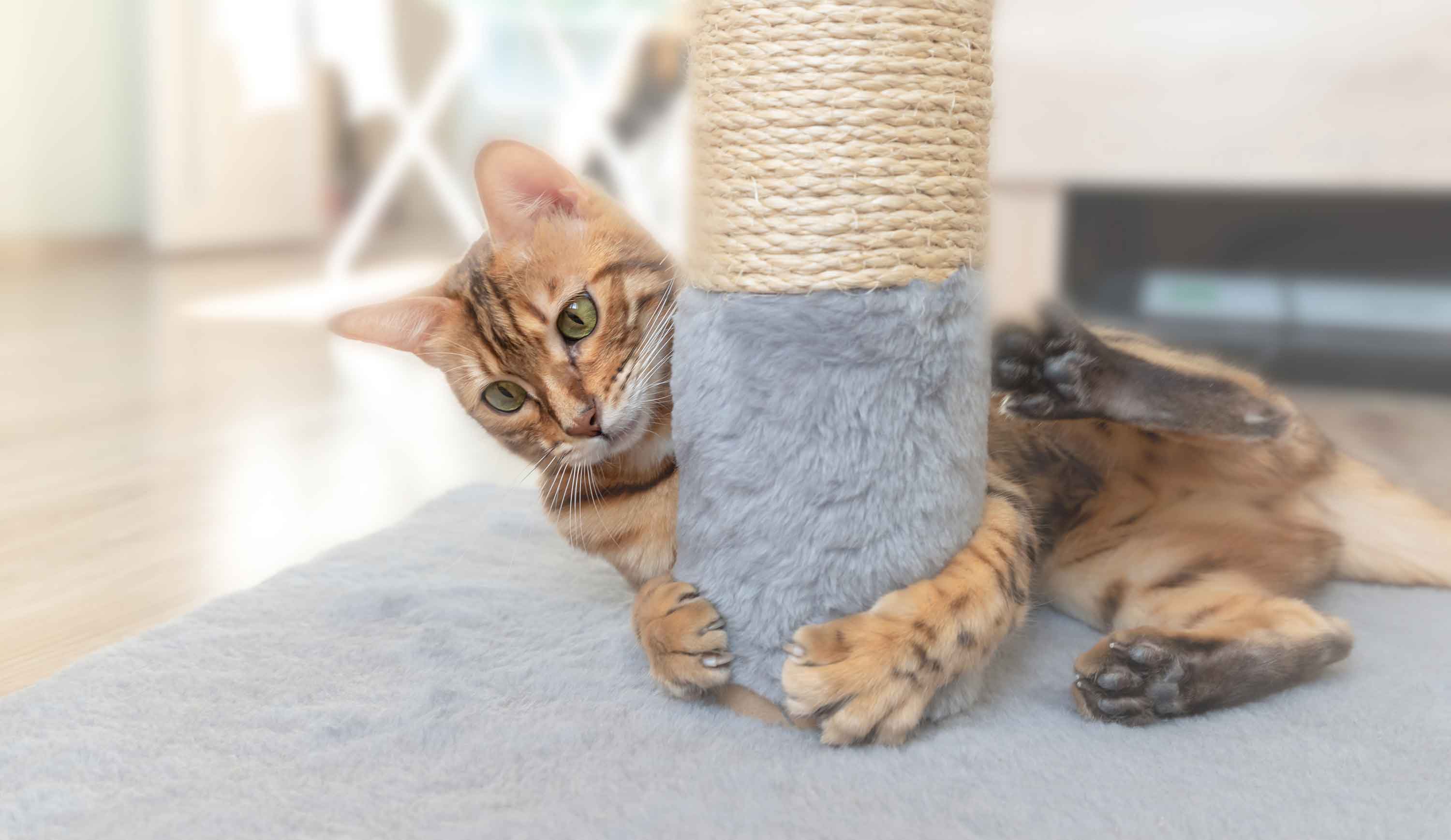 A cat plays and scratches on a scratching post - Flamingo Pet Products