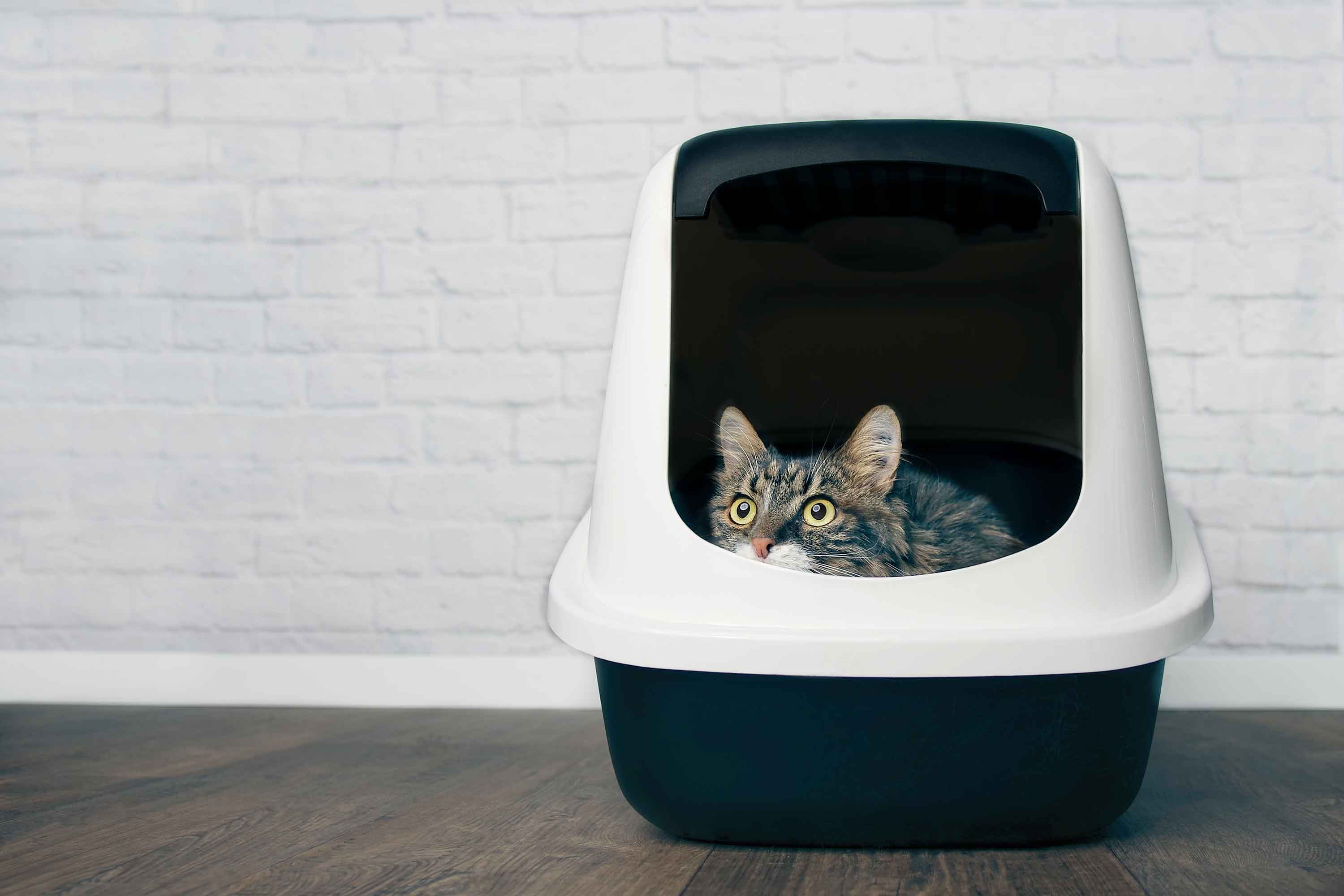Cat sitting in litter box - kat zit in kattenbak - flamingo pet products
