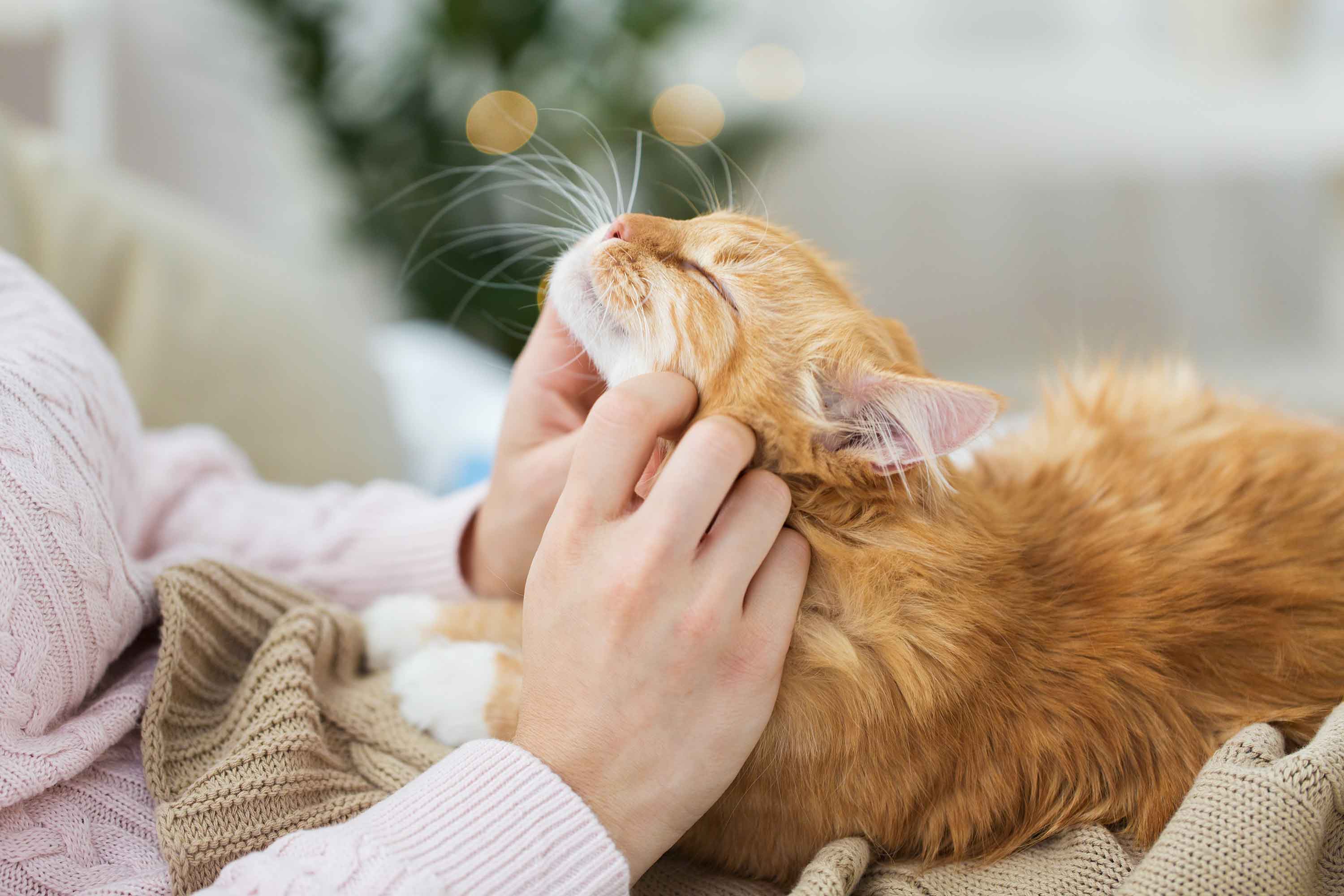 cat receiving chin rubs - kat krijgt aaitjes aan de kin - flamingo pet products
