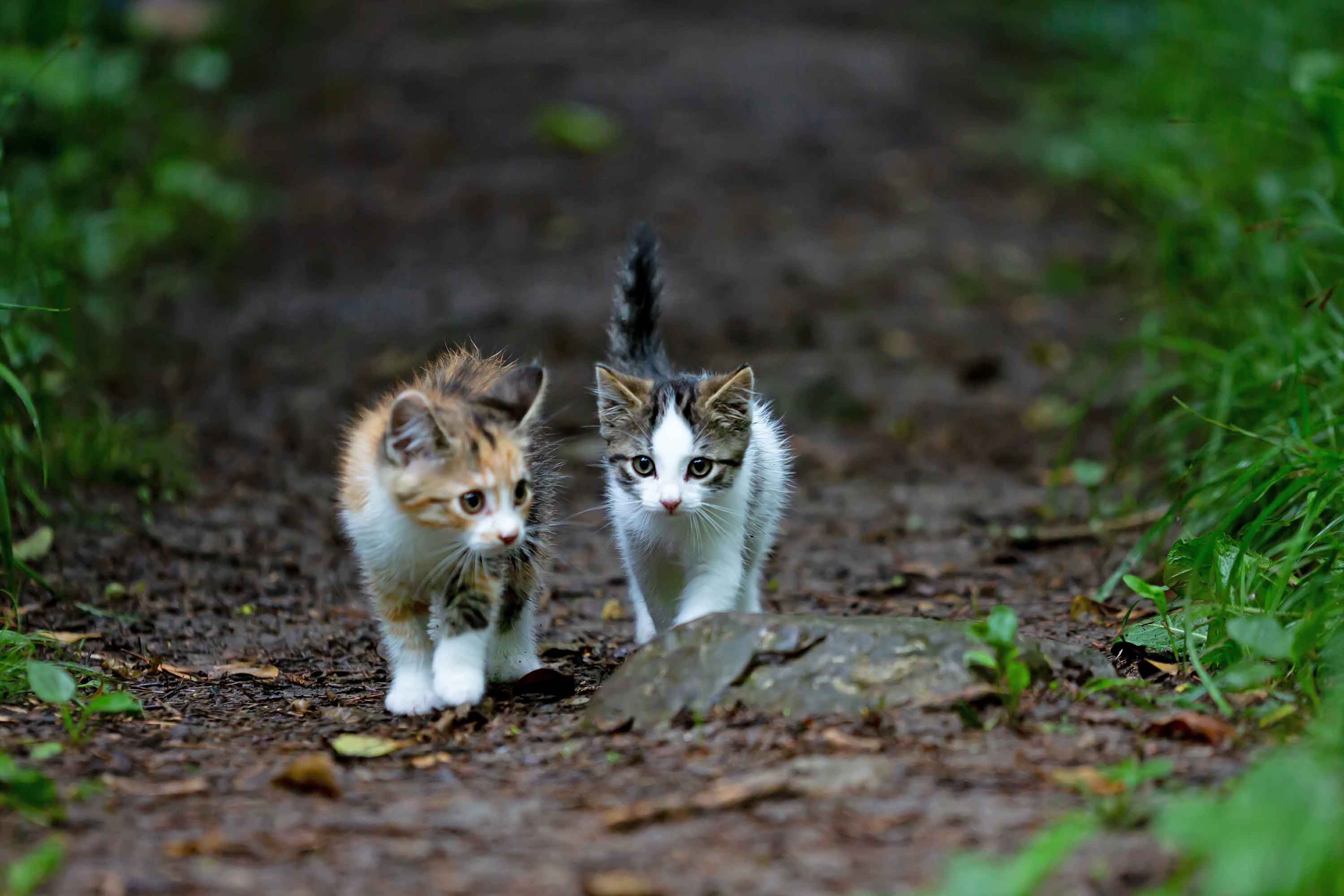 Two kittens walking through the forest - Flamingo Pet Products