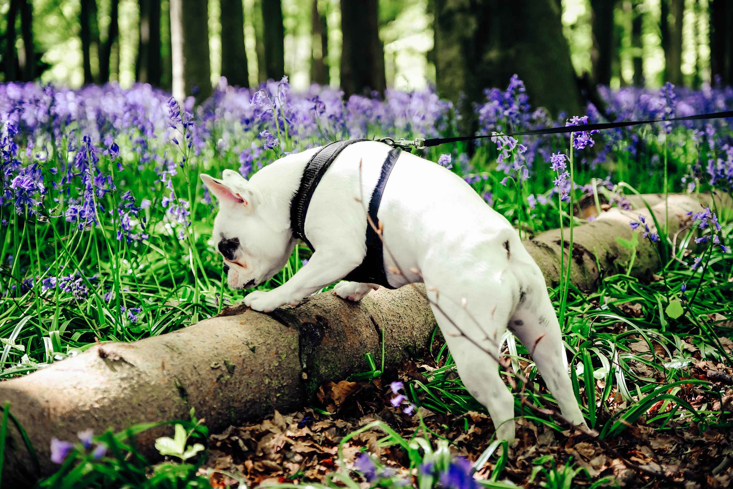Dog steps on fallen tree stump while walking.