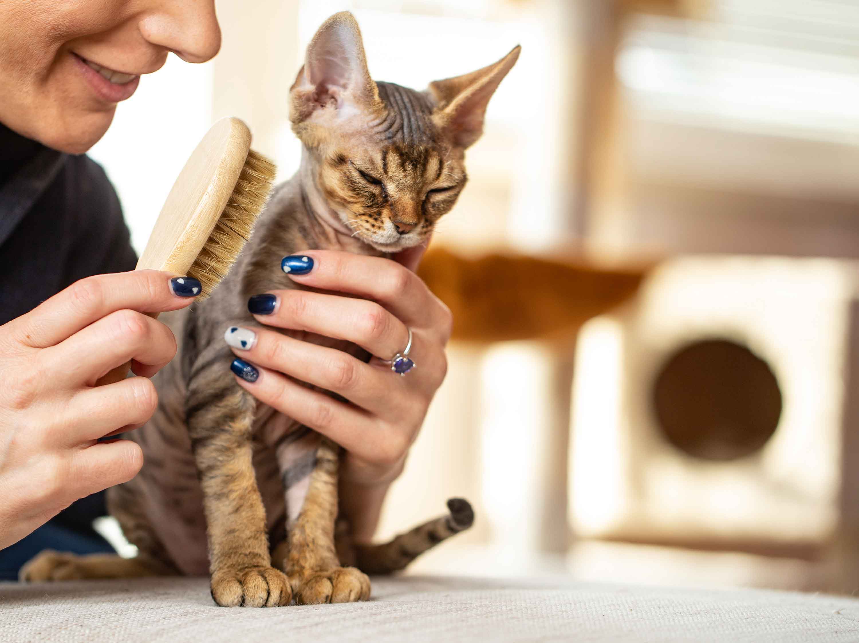 owner brushing cat - baasje borstelt kat - flamingo pet products
