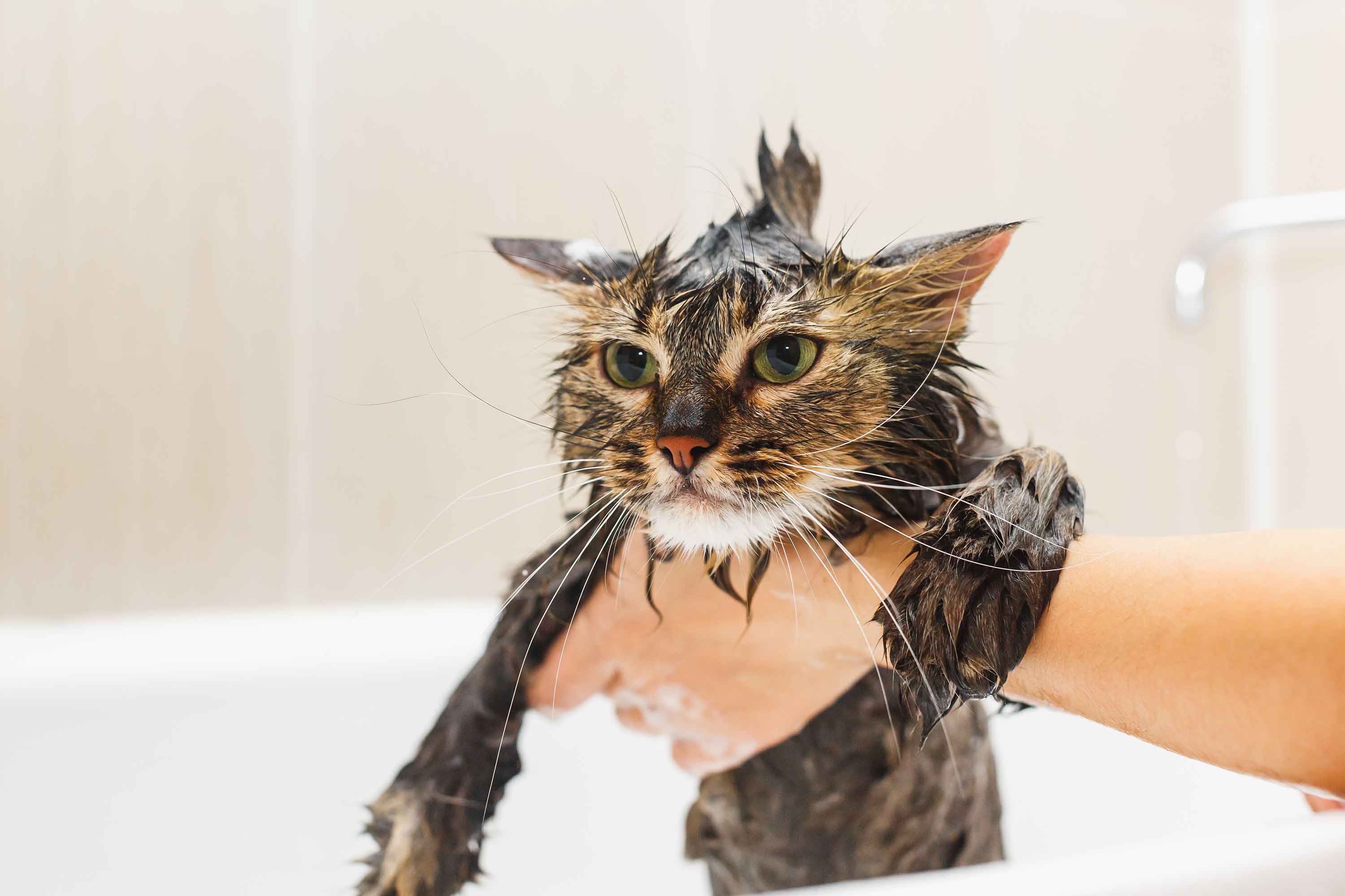 Cat is washed - Flamingo Pet Products