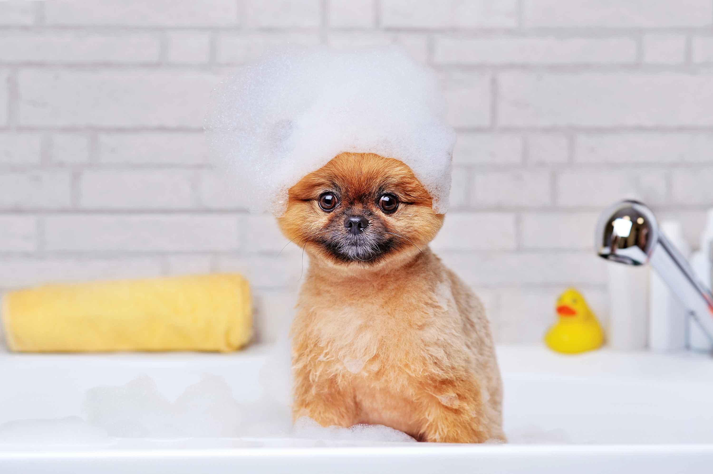 dog sits in bath with foam on its head