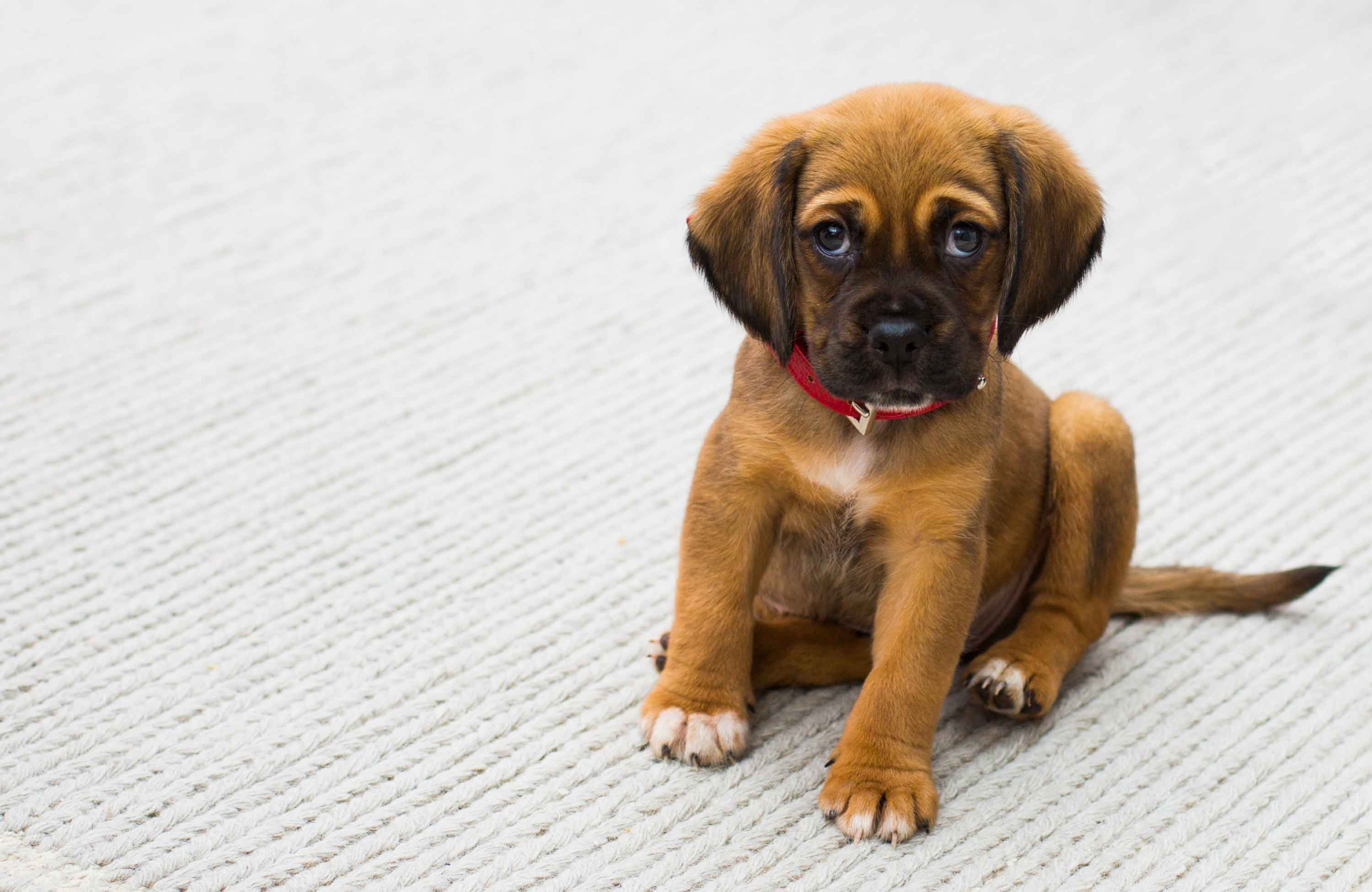 puppy sits on the ground - Flamingo Pet Products