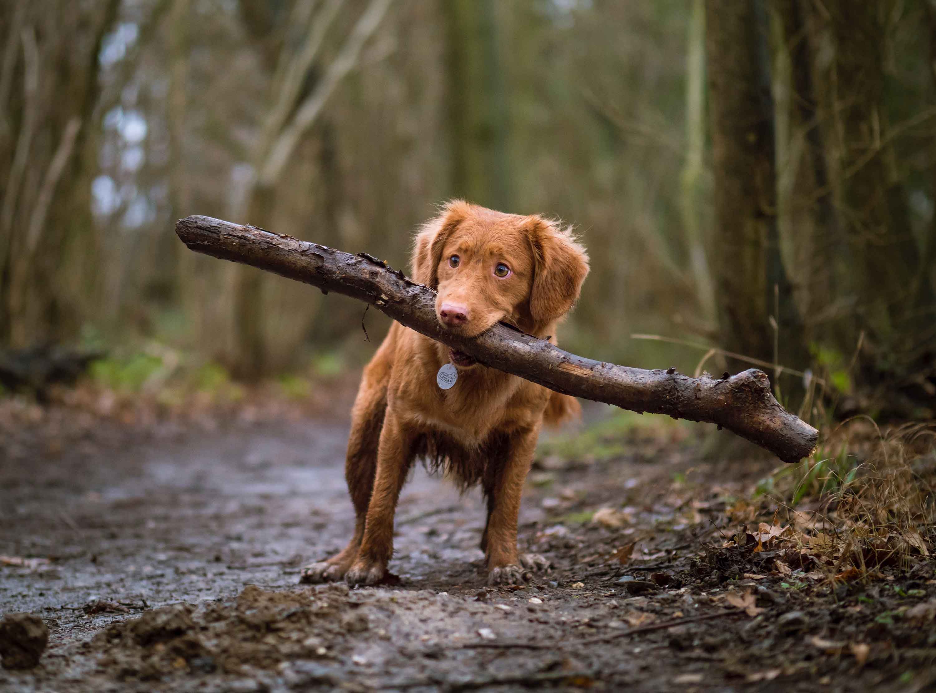 dog carries a large branch - Flamingo Pet Products