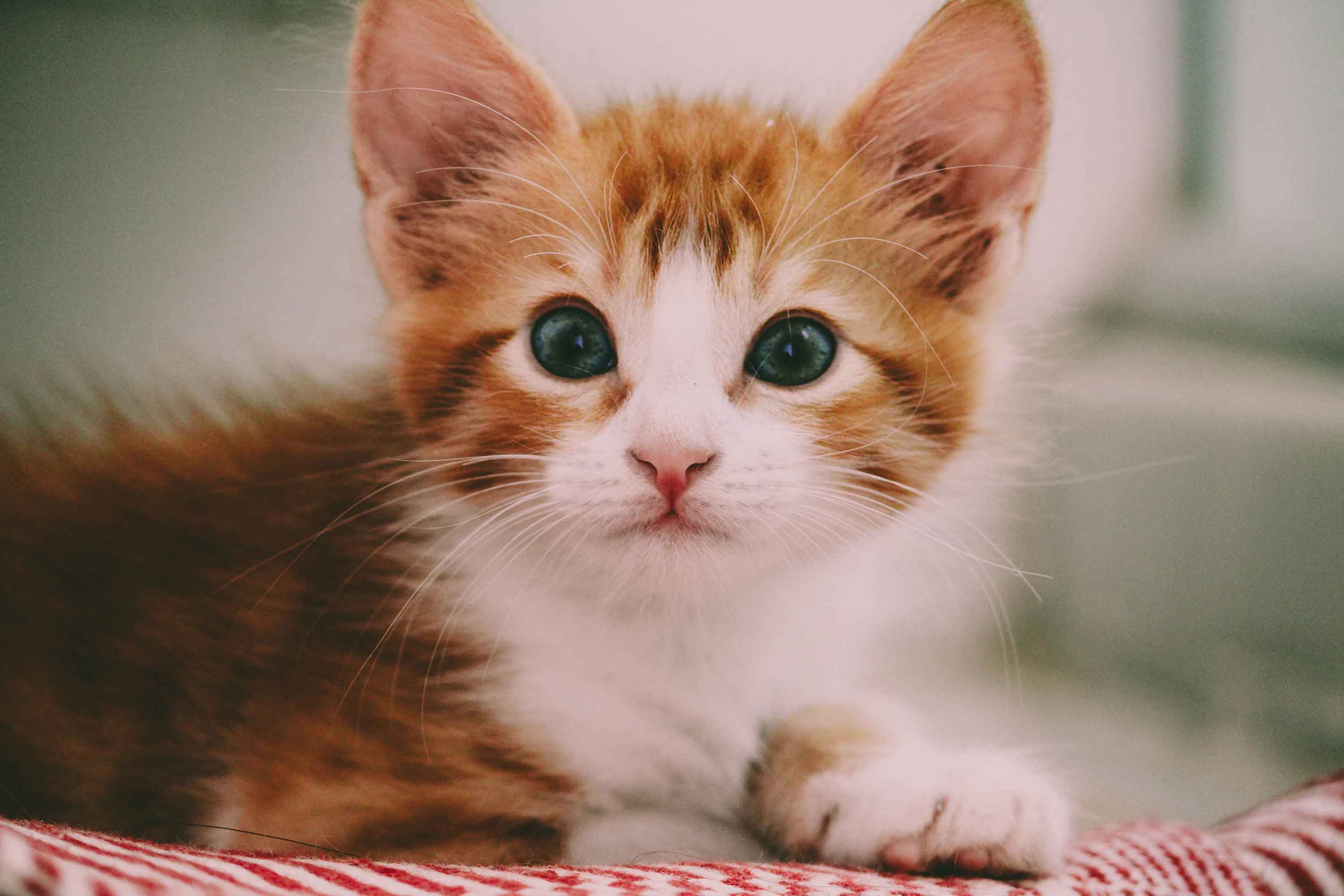kitten looks straight into the camera - Flamingo Pet Products